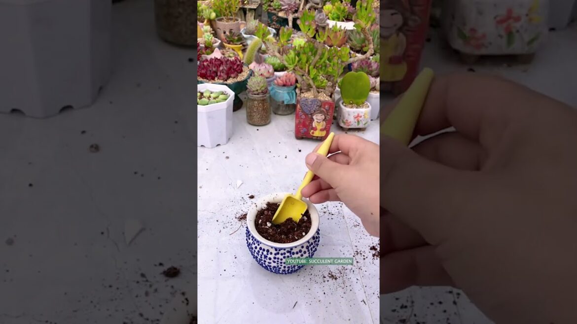 Useful tips for succulents | 多肉植物 | 다육이들 | Suculentas