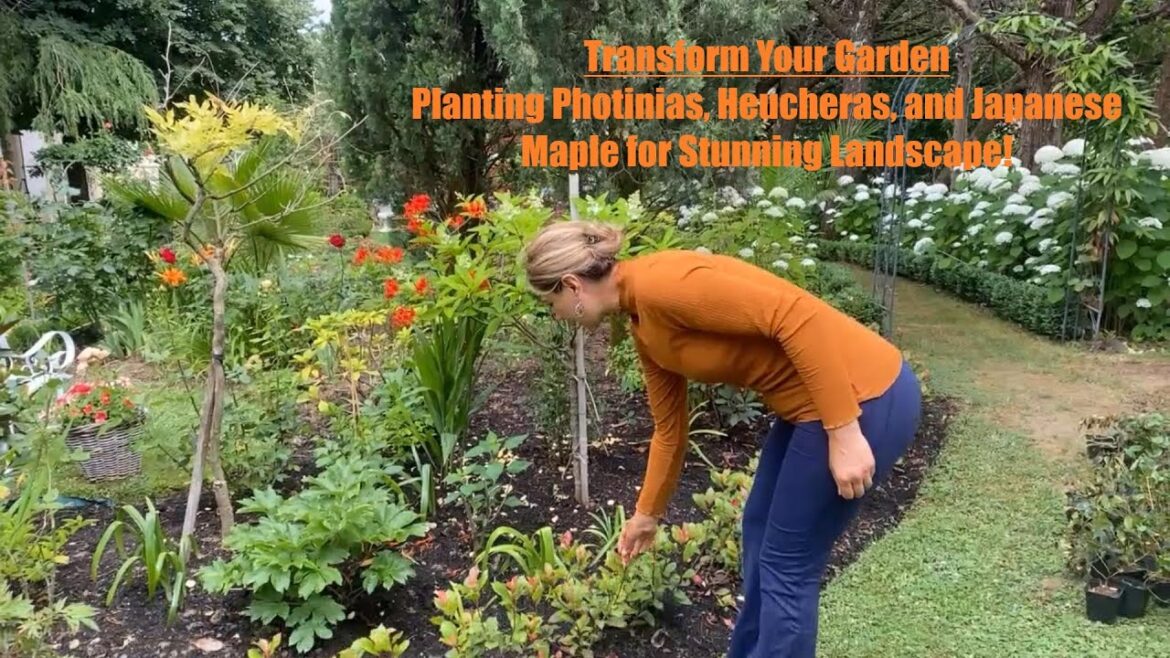 Transform Your Garden:  Planting Photinias, Heucheras, and Japanese Maple for Stunning Landscape! Transform Your Garden:  Planting Photinias, Heucheras, and Japanese Maple for Stunning Landscape!