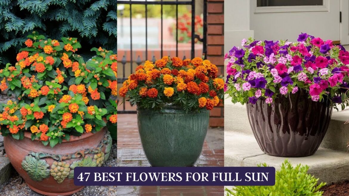 47 Best Flowers for Full Sun | Heat Tolerant Flowers for Containers #flowers #flower #container 47 Best Flowers for Full Sun | Heat Tolerant Flowers for Containers #flowers #flower #container