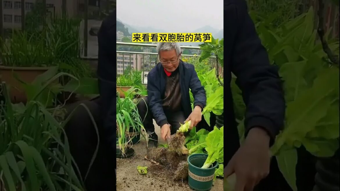 I growing garden at home by Meimei #garden #short