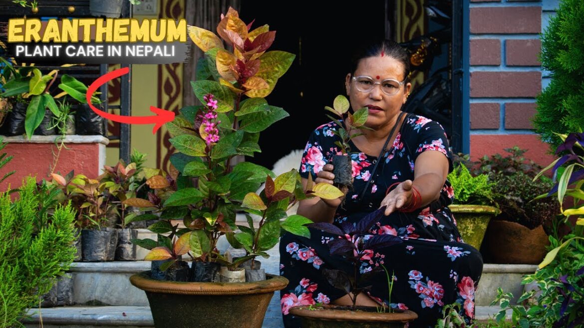 Eranthemum Flower Plant Care in Nepali I Nepali Gardening Care and Tips for Beginners Eranthemum Flower Plant Care in Nepali I Nepali Gardening Care and Tips for Beginners