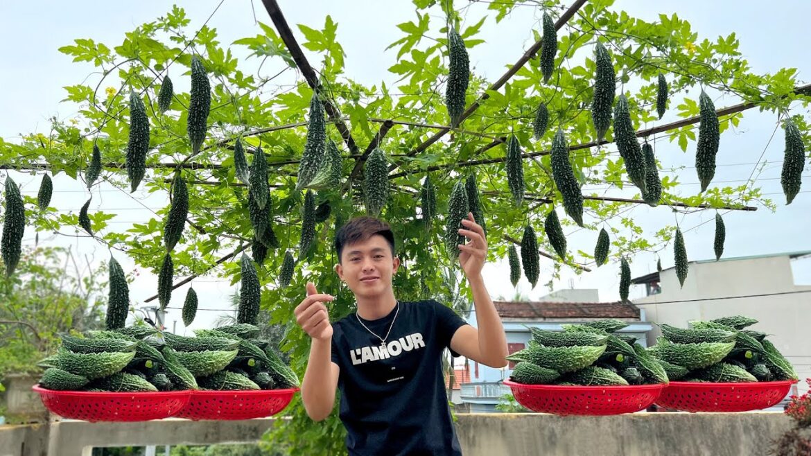 This Is The Animal I Used To Make Bitter Melon Give Many Fruits, Super Easy To Apply