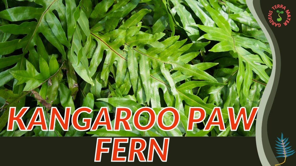 KANGAROO PAW FERN Information, Description and More! (Microsorum diversifolium)