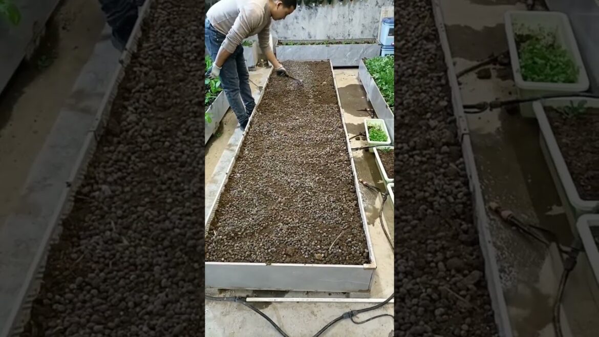 I growing garden at home by Meimei #garden #short