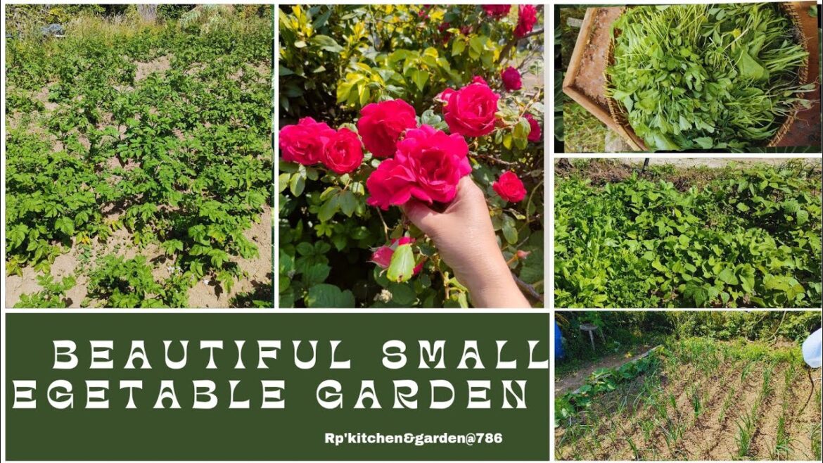 My beautiful vegetable garden in France|small vegetable garden tour by Rp's kitchen& garden@786