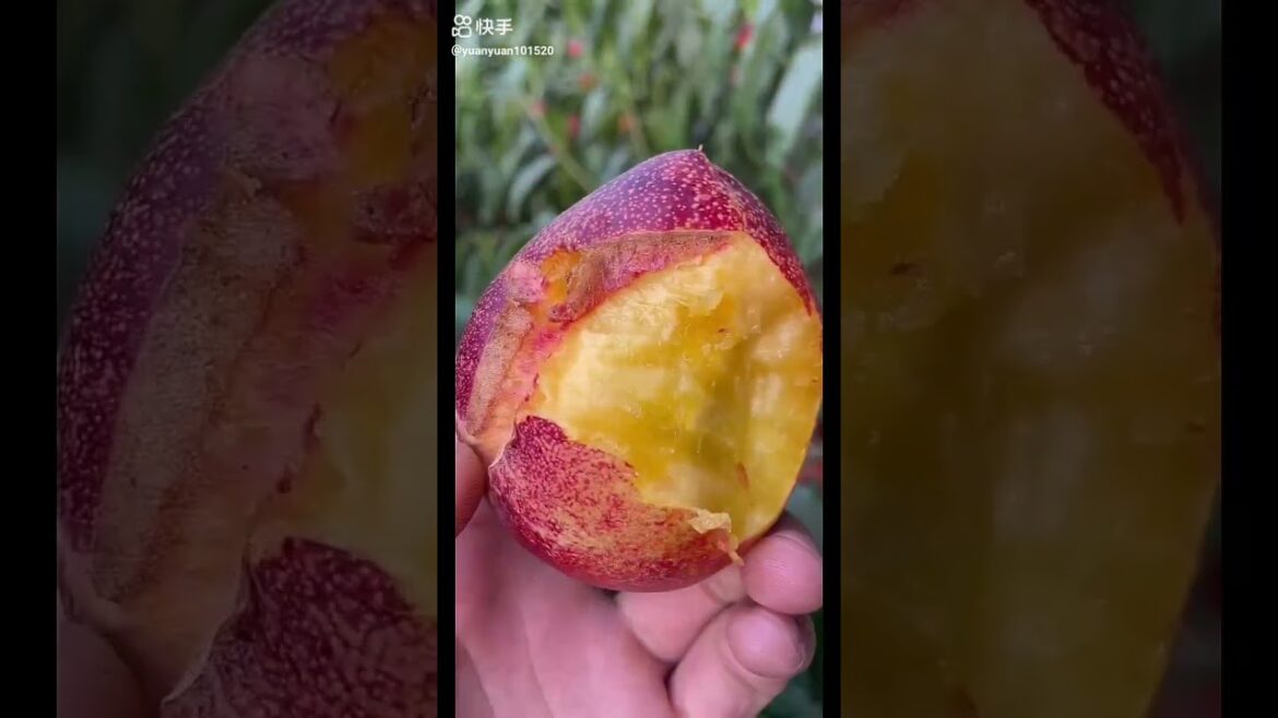 do you know this fruit?|Fruits🍒Videos#shorts #viral #fruit do you know this fruit?|Fruits🍒Videos#shorts #viral #fruit