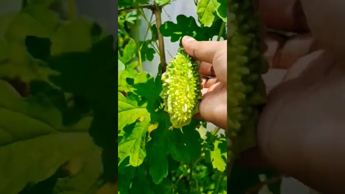 Fresh vegetable gardening | #gardening #freshvegetables #viral