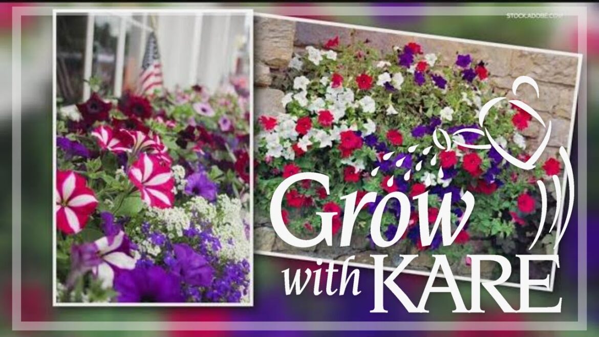 Grow with KARE: Red, white and blue container gardens Grow with KARE: Red, white and blue container gardens