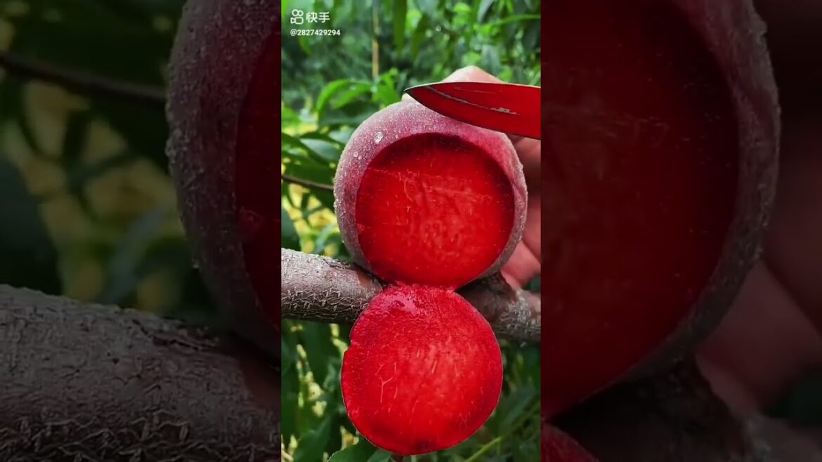 do you know this fruit?|Fruits🍒Videos#shorts #viral #fruit