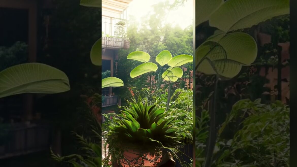 (Decorative), Balcony (art), #balcony garden design #balconygardening#balconydecor #balcony #plant