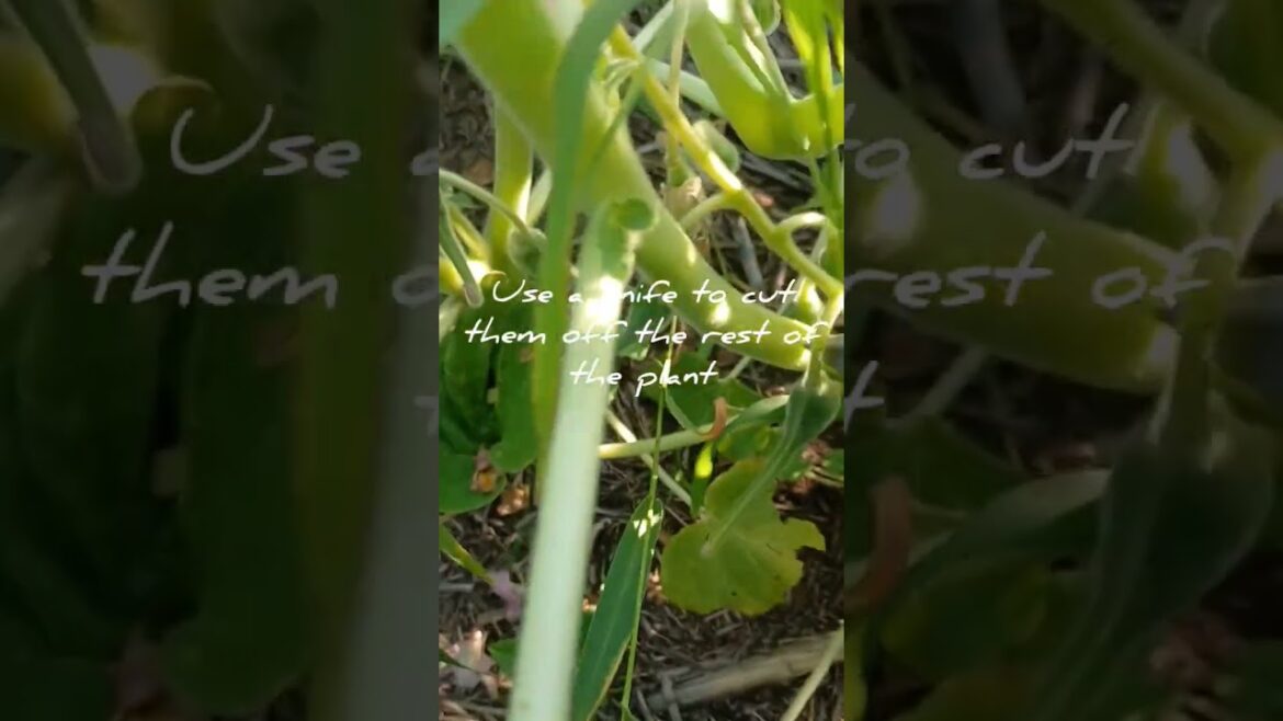 Devil's Claw Part 1 (edible plants) #plant