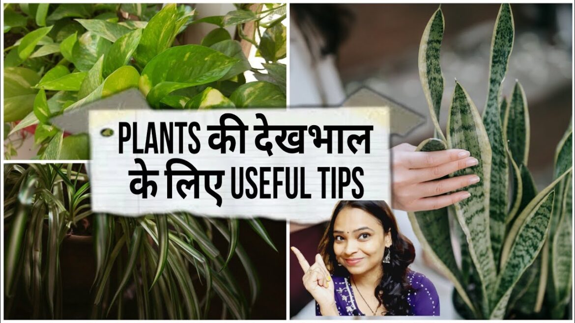Gardening Basic Tips/ How to start gardening/ Right plants for your house #plantscare #gardeningtips