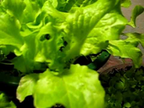 Mini-Greenhouse Container Garden Update Mini-Greenhouse Container Garden Update