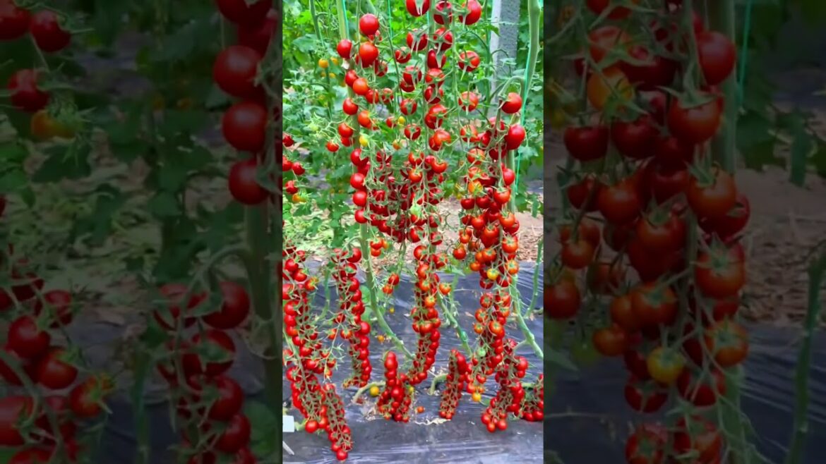 Tomatoes farming #gardening #tomato