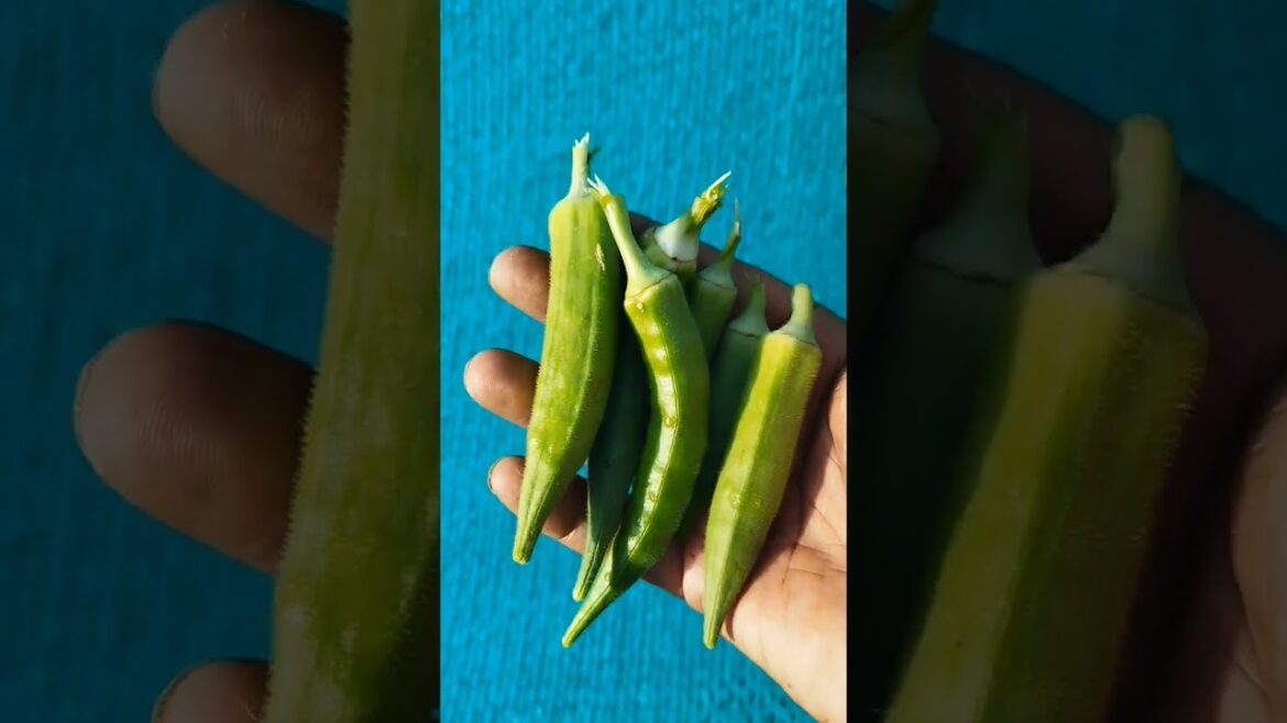 Lady fingur from my kitchen garden #plant #okra #shorts #gardening #vegetarian #youtubeshorts Lady fingur from my kitchen garden #plant #okra #shorts #gardening #vegetarian #youtubeshorts