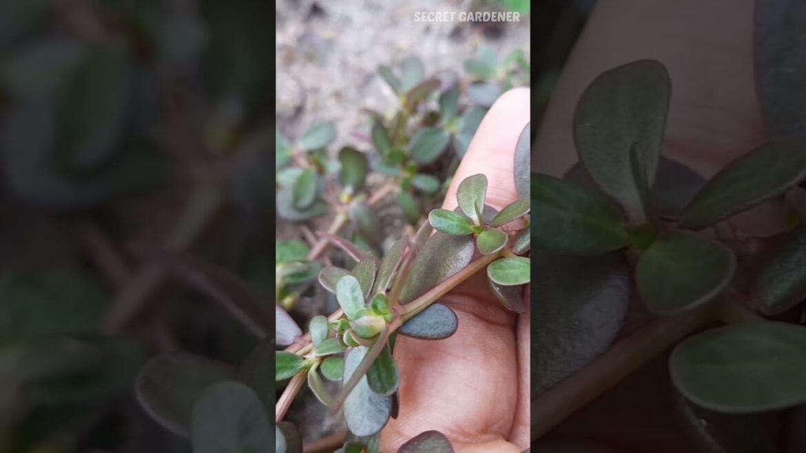 பருப்புக்கீரை #spinach #garden #tips #tamil #ideas #gardening #plant #seed #gardeningtips #shorts