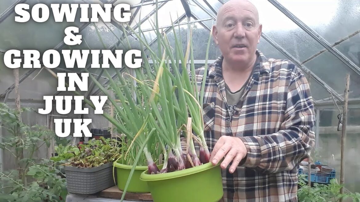 What I Am Sowing & Growing In July [Gardening Allotment UK] [Grow Vegetables At Home ]
