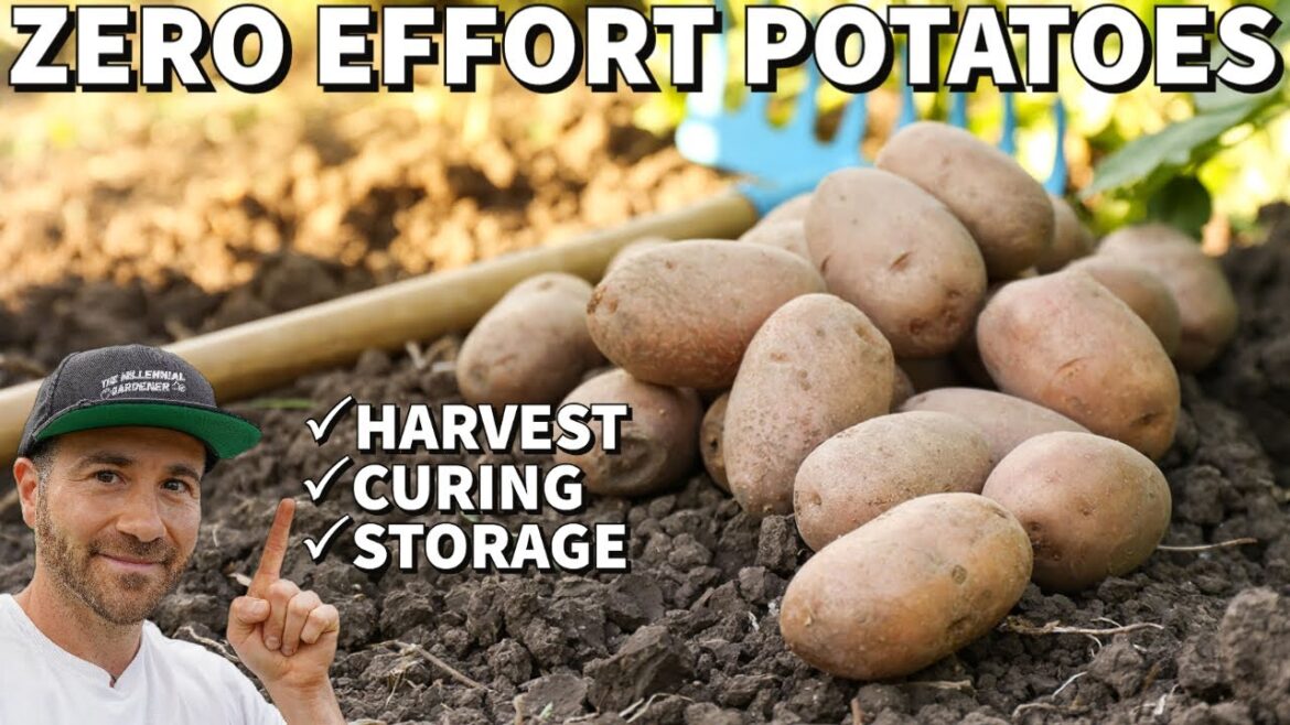 Grow FREE Potatoes With NO Work: You Simply MUST Try This! Grow FREE Potatoes With NO Work: You Simply MUST Try This!