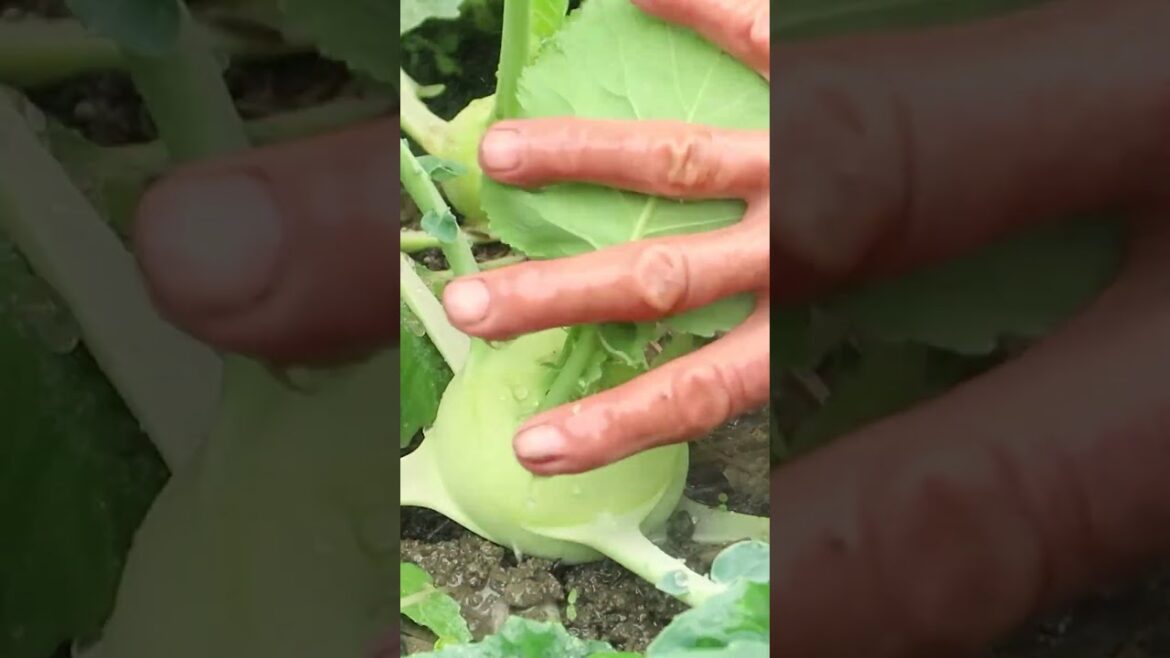 Brilliant Ideas, How to grow kohlrabi in tires for beginners