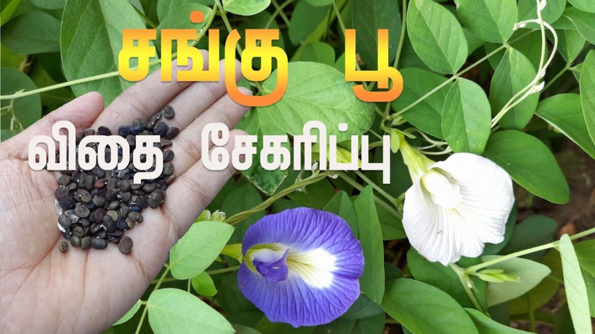 விதை சேகரிப்பு#butterflypea #seed #tips #garden #ideas #gardening #plant #gardenideas #tamil #shorts