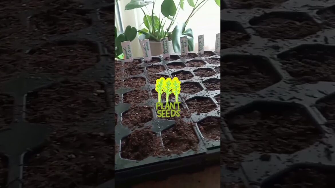 Plant SEEDS! | Small Space Gardening | Container Garden