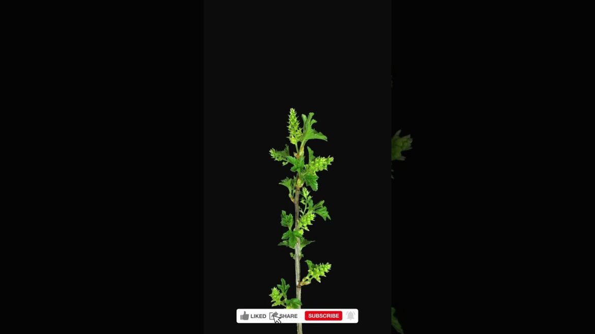 Opening white currant branch isolated on black background, Time lapse Opening white currant branch isolated on black background, Time lapse