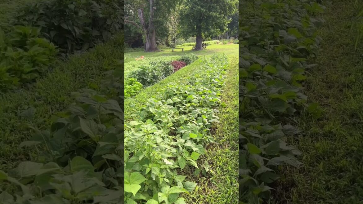 Around our urban flower farm in half a minute.