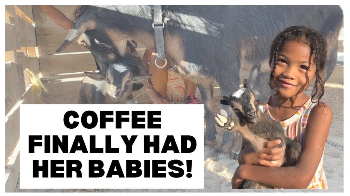 🐐 Baby Goats, Baking Bread and Garden Plans | Hai Path