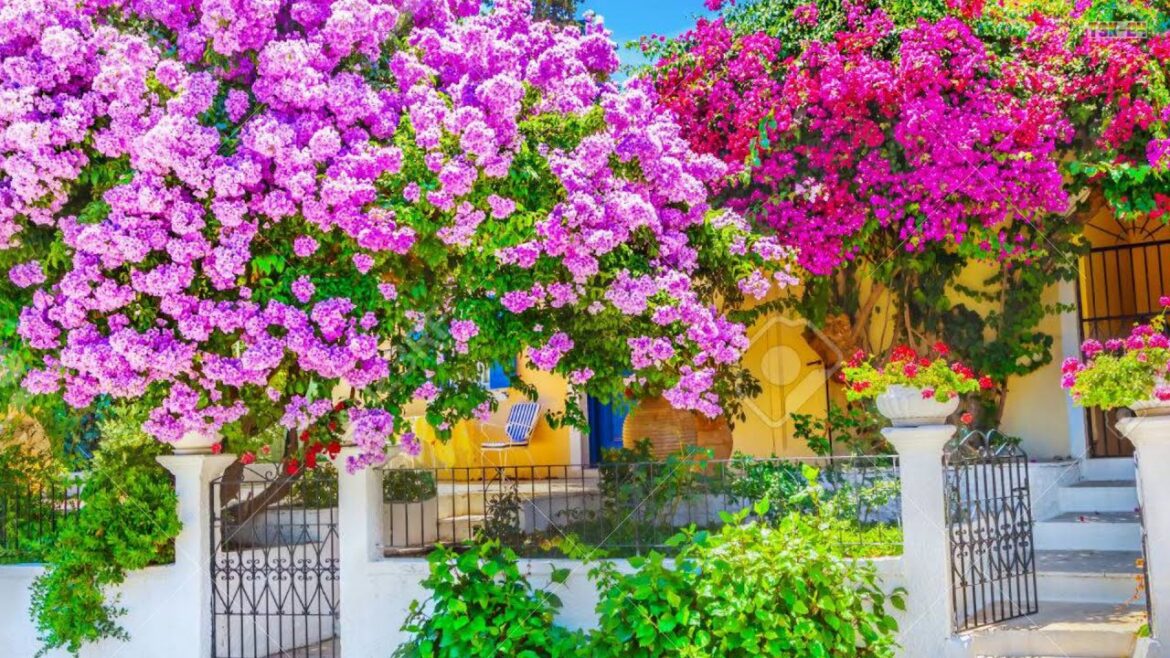 The Most Beautiful Bougainvillea flowers in the world The Most Beautiful Bougainvillea flowers in the world