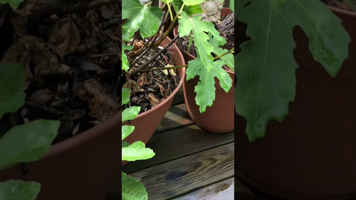 Figs In Our Backyard Edible Garden