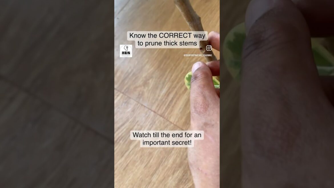 The CORRECT way to prune thick stems! #greenthumb #gardeningtips #plantlovers #plantcaretips The CORRECT way to prune thick stems! #greenthumb #gardeningtips #plantlovers #plantcaretips