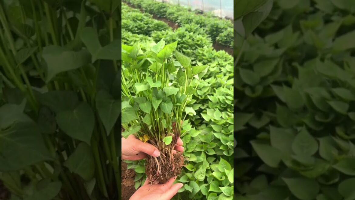 Sweet Potato farming progress #agriculture #farming