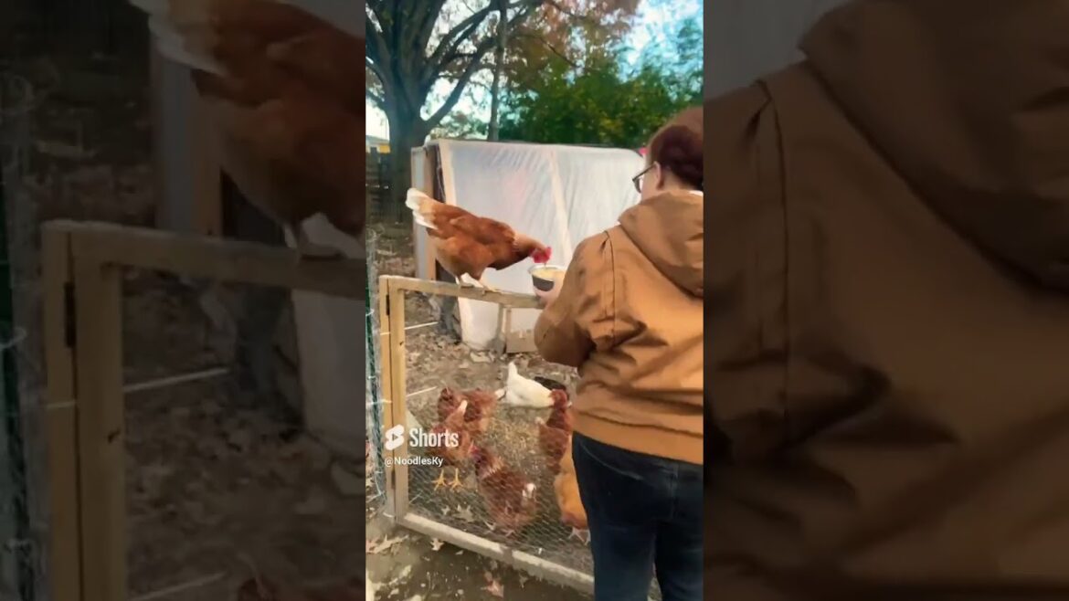 Hanging with the Chickens!