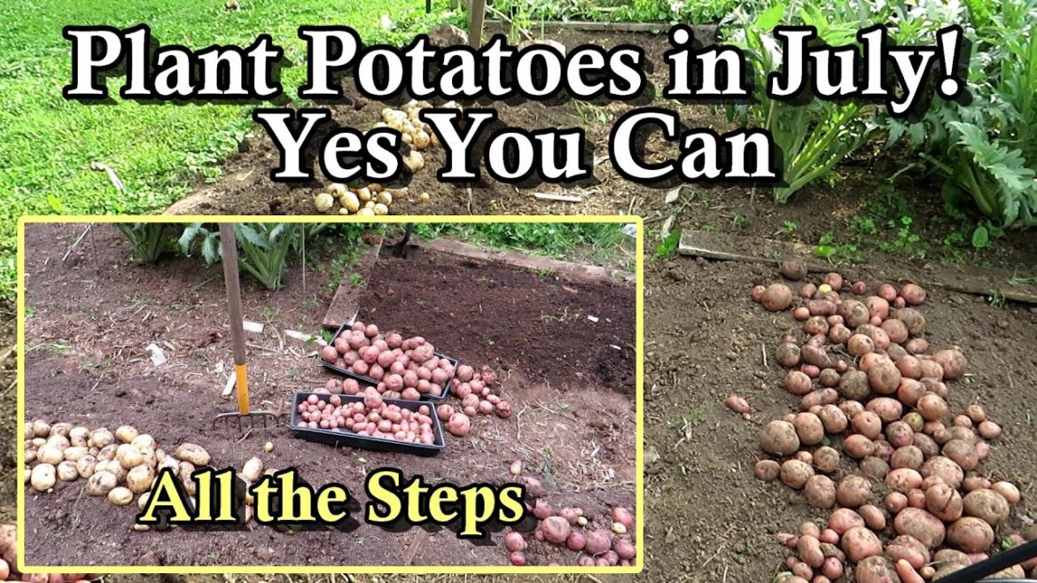 Gary Pilarchik: How to Plant Potatoes in the Summer: A Full Potato Harvest & All the Steps How to Plant Potatoes in the Summer: A Full Potato Harvest & All the Steps