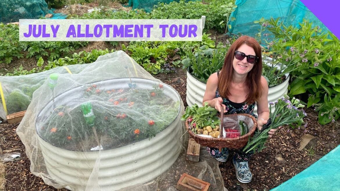 July Allotment Tour – Allotment Gardening For Beginners UK 2023 July Allotment Tour - Allotment Gardening For Beginners UK 2023
