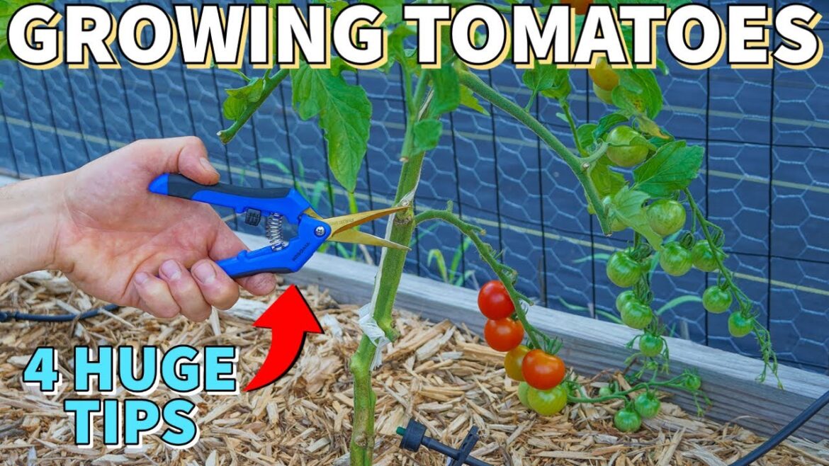4 Tomato Tips To Do NOW Before It’s Too Late! 4 Tomato Tips To Do NOW Before It's Too Late!