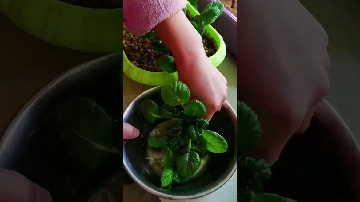 I growing garden at home by Meimei #garden #short