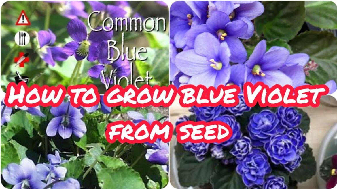 How to grow blue Violet from seed|grow your own blue Violet|flowers in containers|Gardening flowers