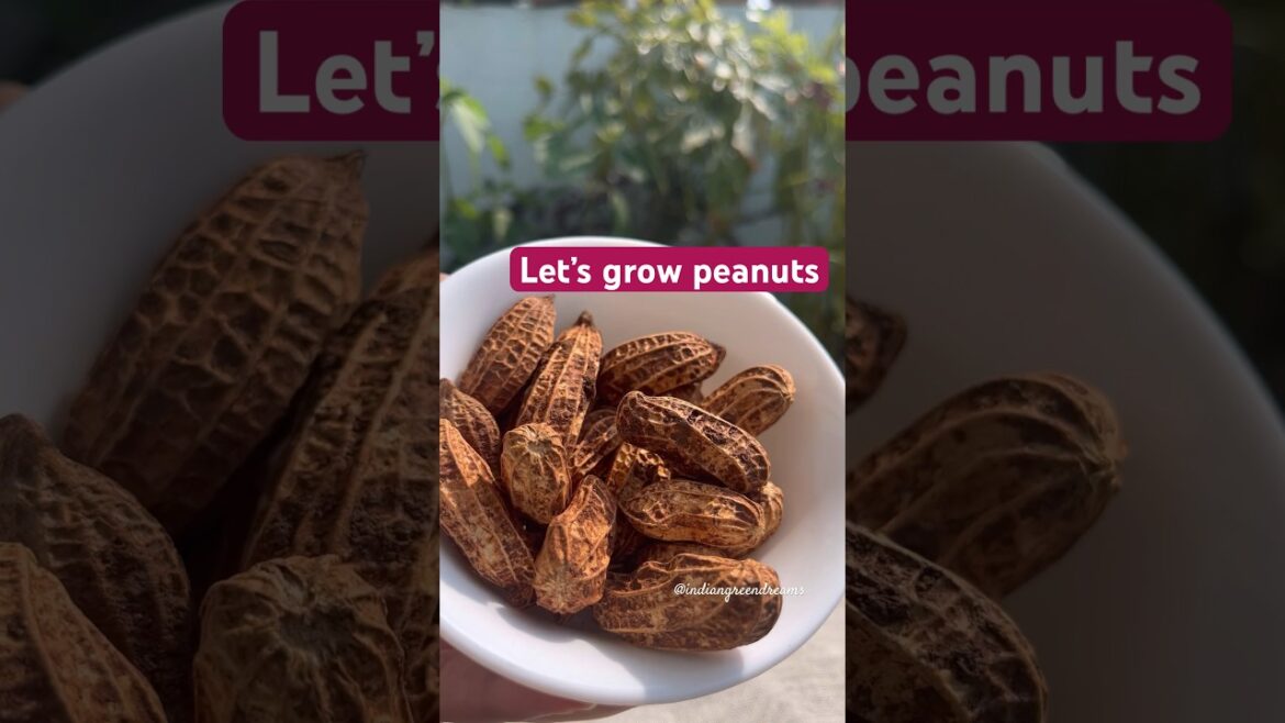 Let’s grow our own peanuts #containergardening  #growpeanuts #gardening