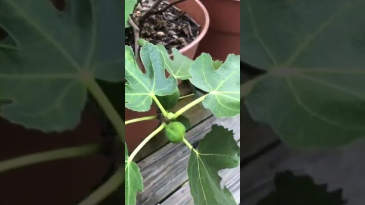 Patio Figs | Backyard Edible Garden Patio Figs | Backyard Edible Garden