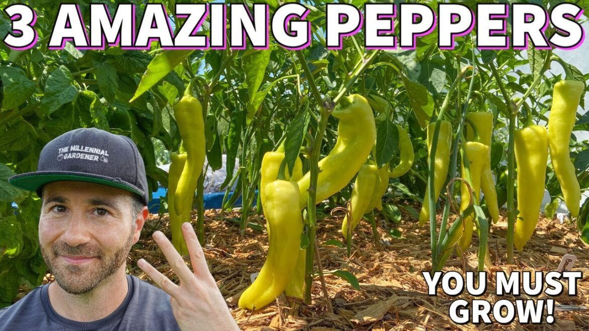 Why I’m OBSESSED With These 3 Special Pepper Plants! Why I'm OBSESSED With These 3 Special Pepper Plants!