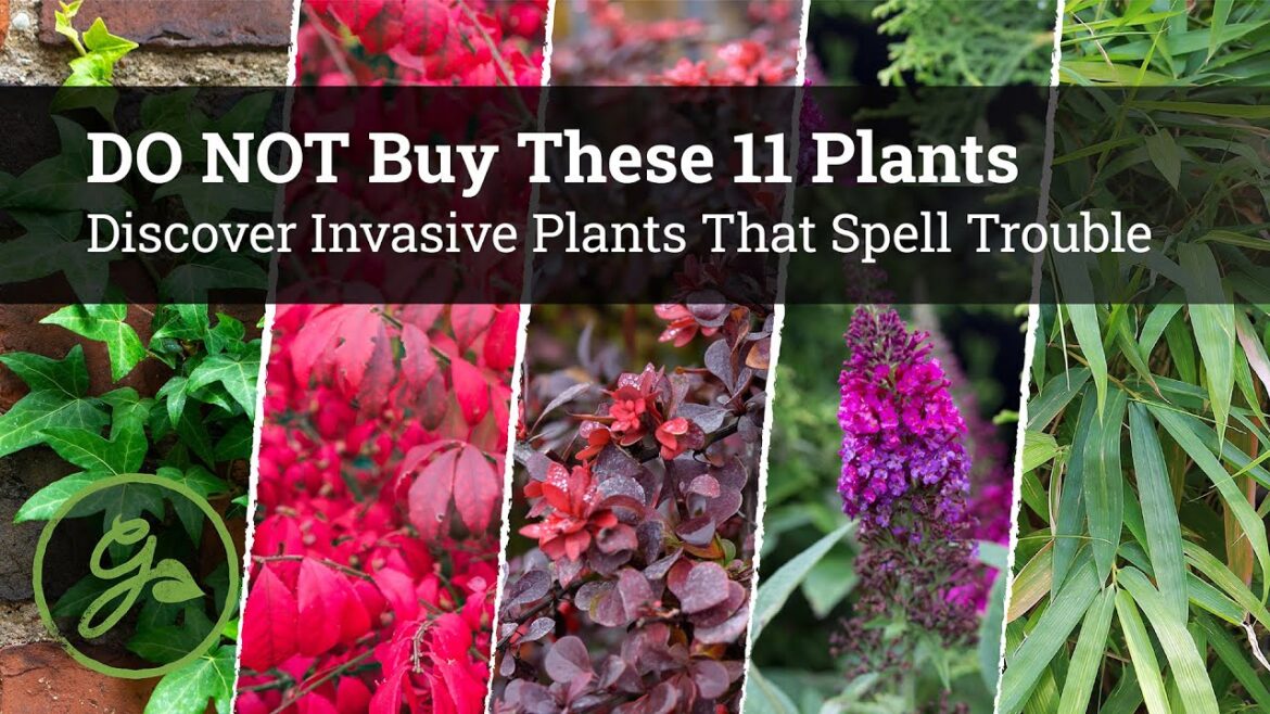 BEWARE! DO NOT Buy These 11 Plants at the Garden Center / Invasive Plants That Spell Trouble BEWARE! DO NOT Buy These 11 Plants at the Garden Center / Invasive Plants That Spell Trouble
