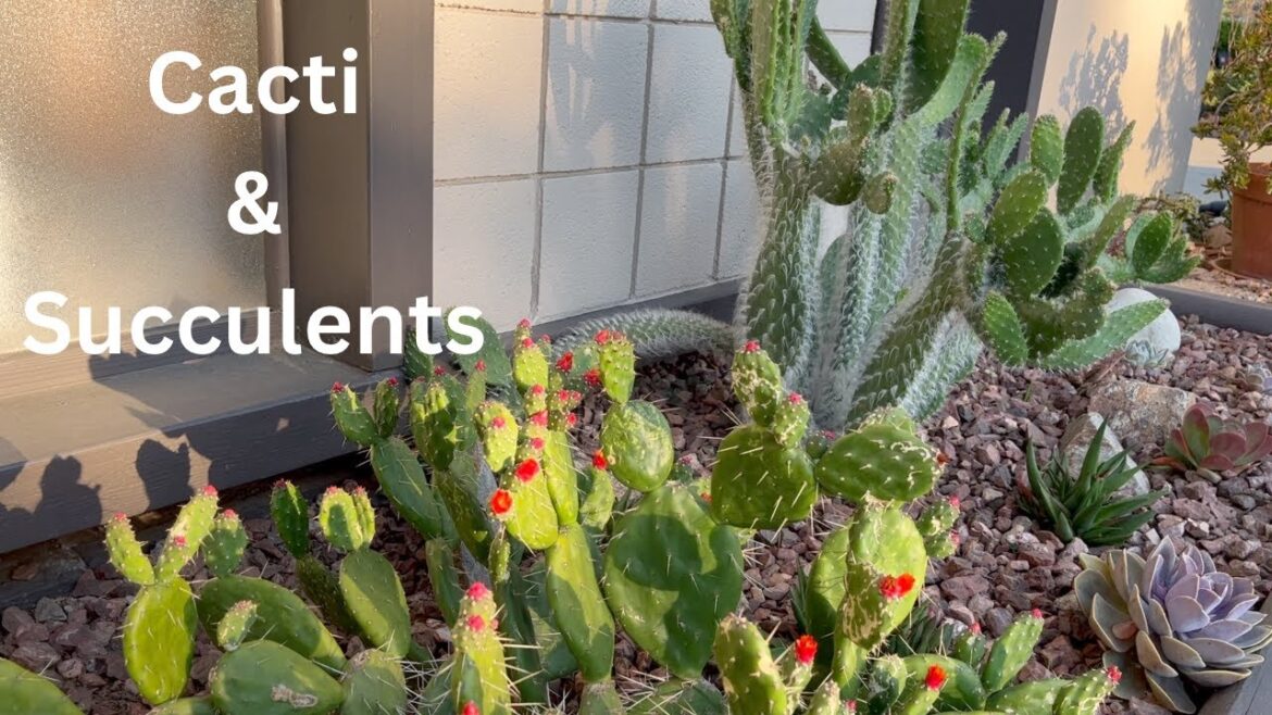 Mini Garden Tour and Update on My Front Yard Succulents