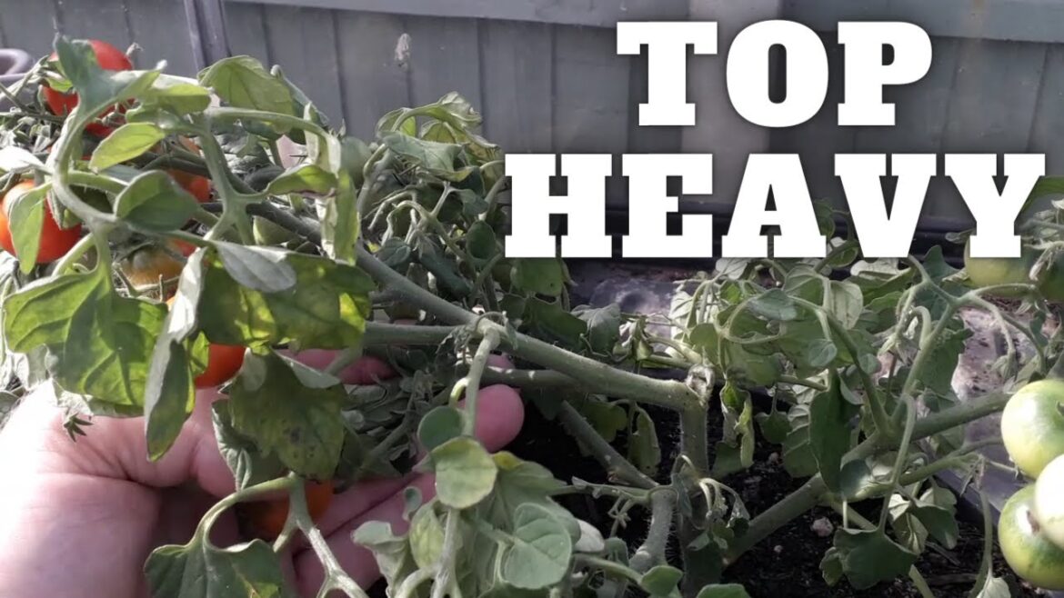 Top Heavy Damage [Gardening Allotment UK] [Grow Vegetables At Home ]