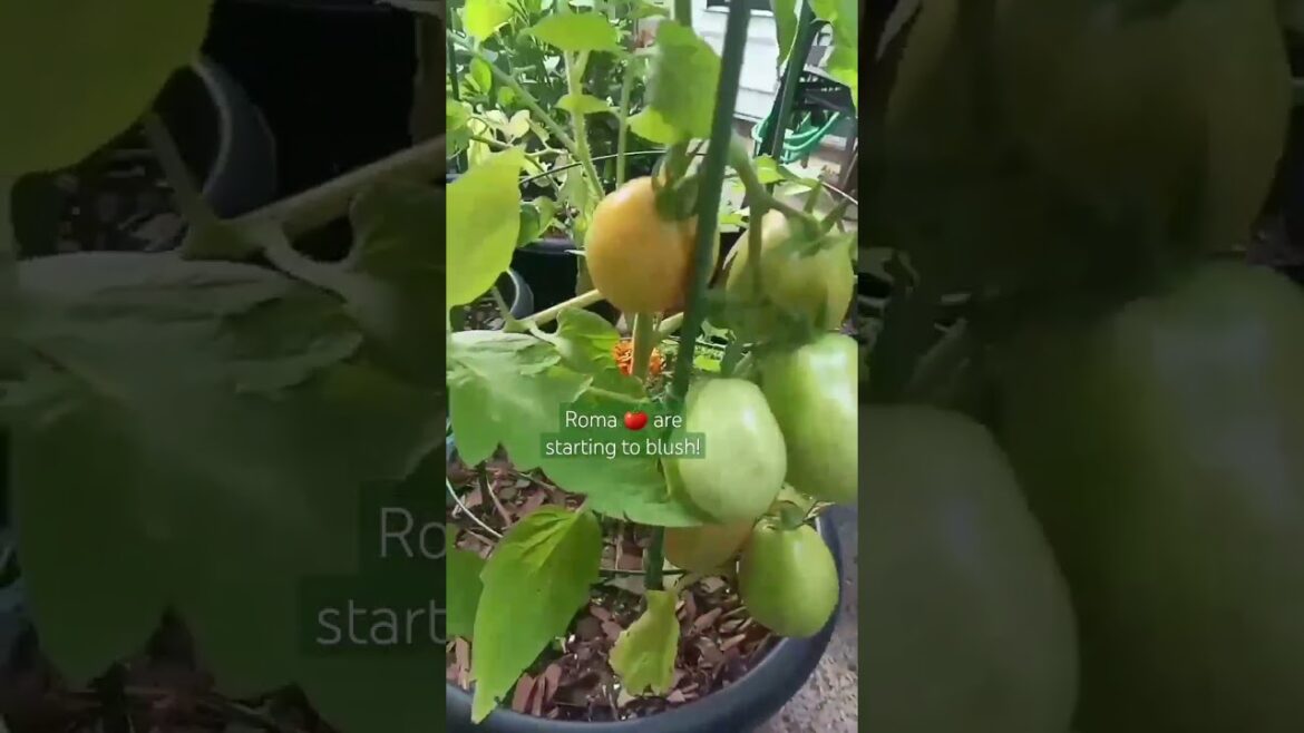 Another HARVEST! ☺️ | Small Space Gardening | Container Garden