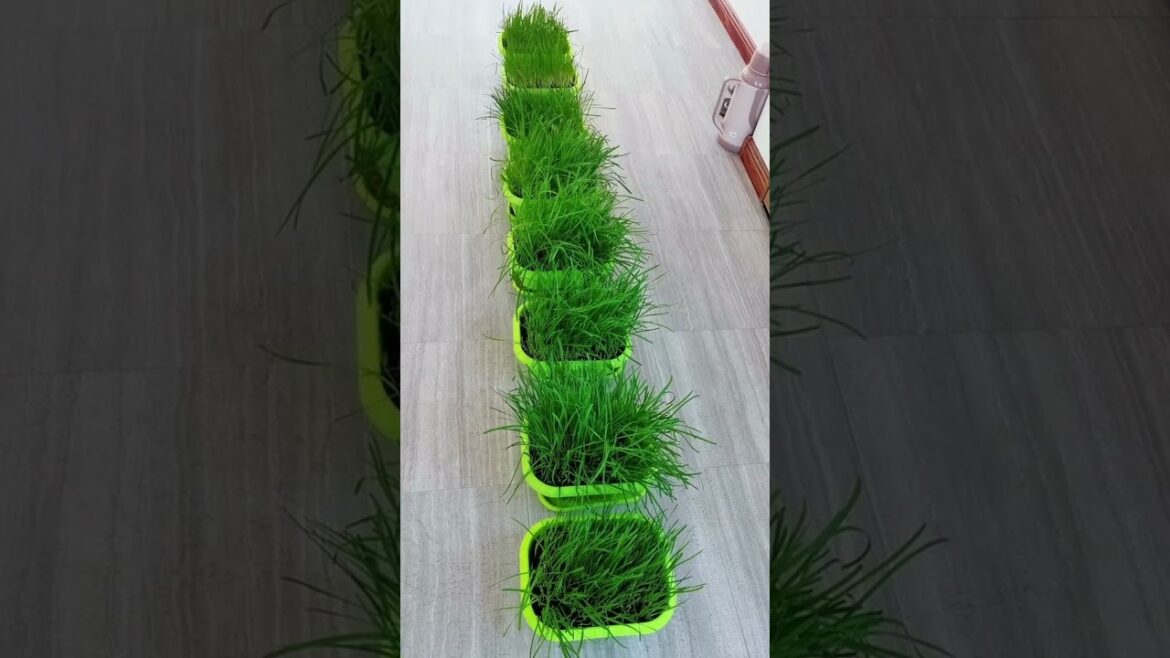 I growing garden at home by Meimei #garden #short