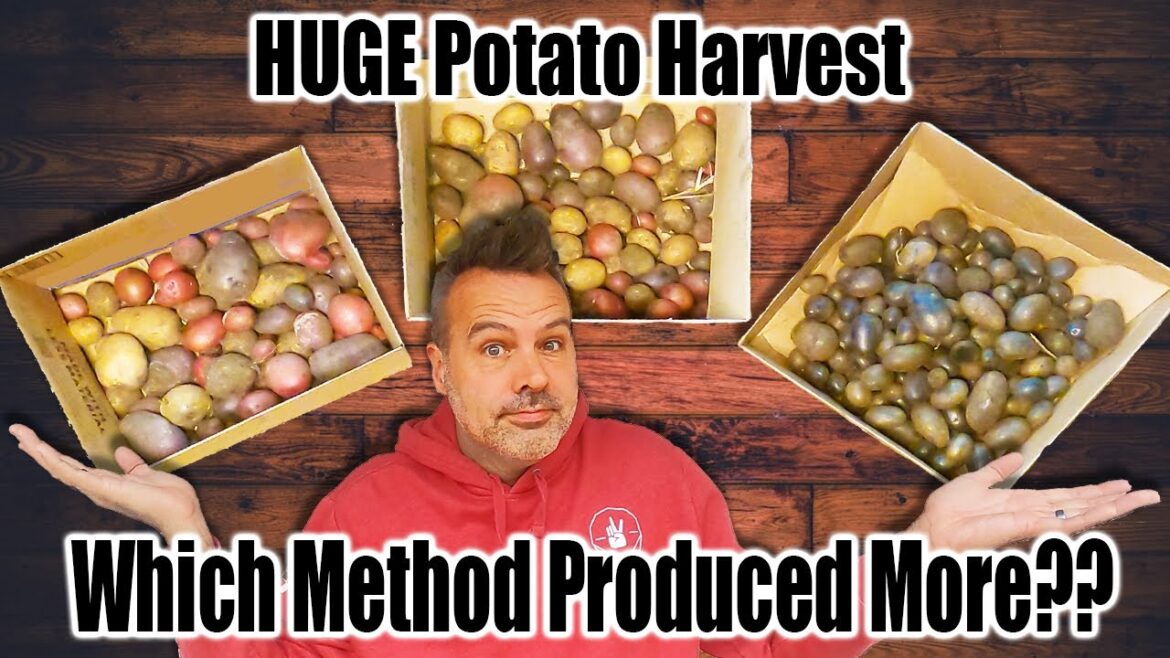 California Garden TV: I Grew Potatoes 3 Ways to See Which Method Is Best // Harvest Time! I Grew Potatoes 3 Ways to See Which Method Is Best // Harvest Time!