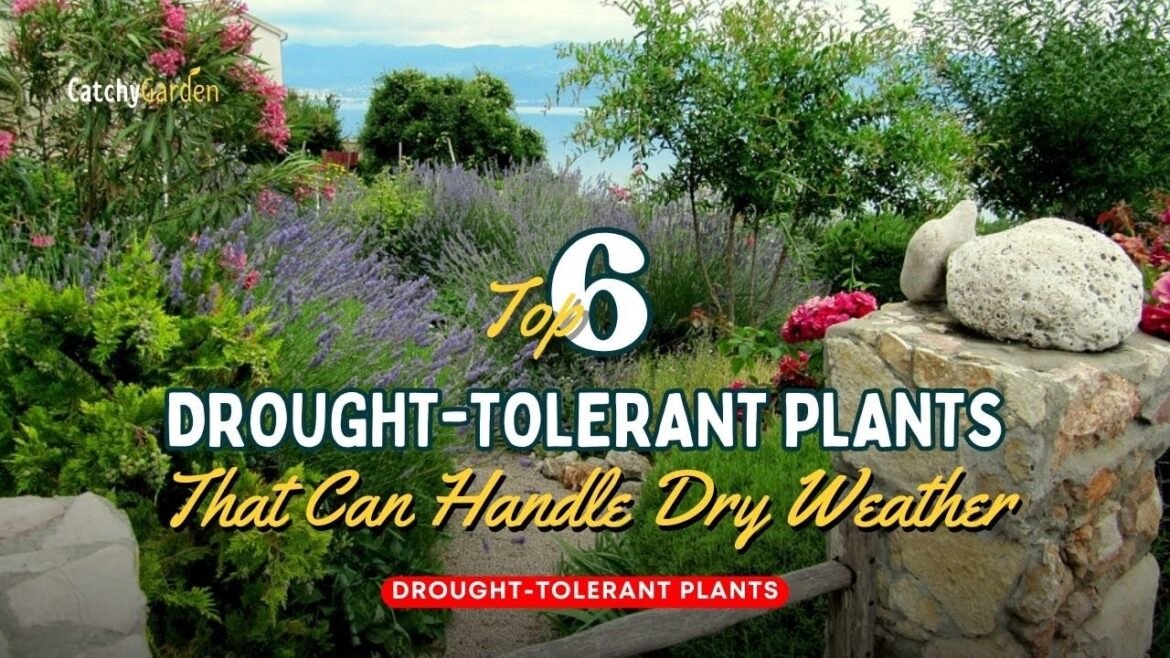 Top 6 Drought Tolerant Plants That Can Handle Dry Weather π·βοΈπ» // Gardening Ideas Top 6 Drought Tolerant Plants That Can Handle Dry Weather π·βοΈπ» // Gardening Ideas