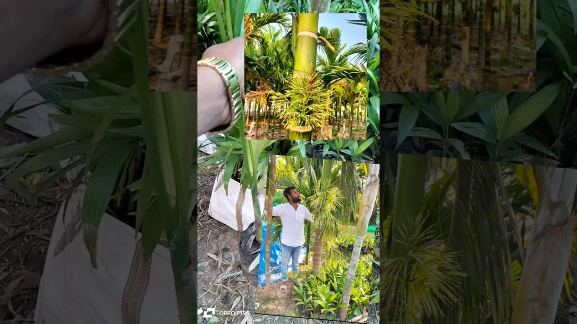 Inter-c-mangala9954233855arecanut(supari)all India supply available pls cont #plant #gardening #palm