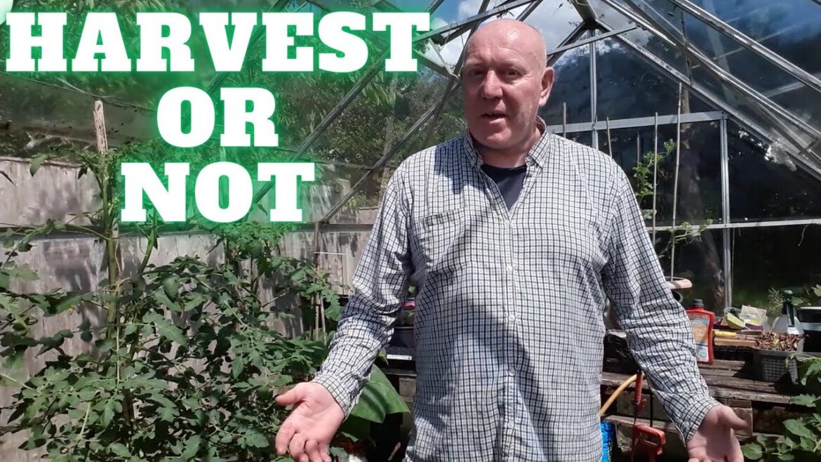 Should I Harvest Them Or Not [Gardening Allotment UK] [Grow Vegetables At Home ]